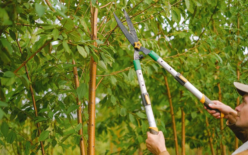 Tree trimming in West Branch, IA