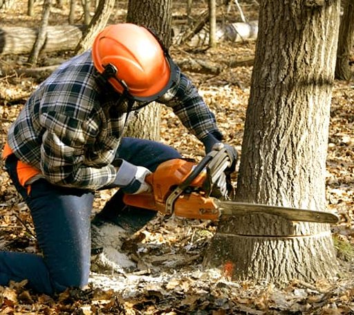 Tree Removal in West Branch, IA